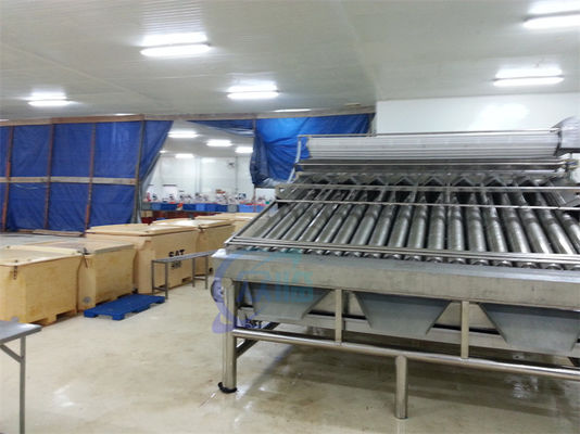 SUS304 Practical Shrimp Sorting Machine , Anti Corrosion Prawn Grader