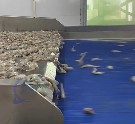 Shrimp deheading automatic assembly line Shrimp head removal machine for seafood processing factory