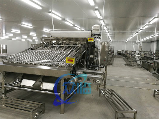 Seafood Processing Equipment Shrimp Sorting Machine Shrimp Size Automatic Grading Machine