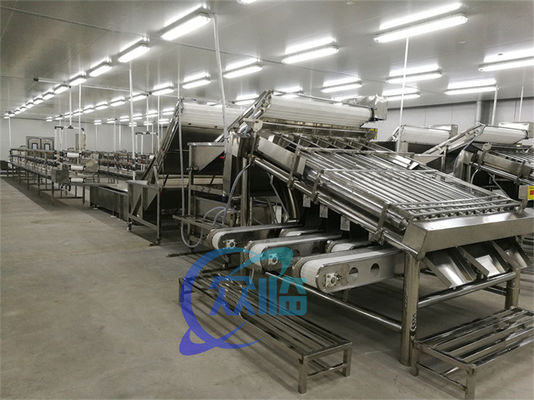 Seafood Processing Equipment Shrimp Sorting Machine Shrimp Size Automatic Grading Machine