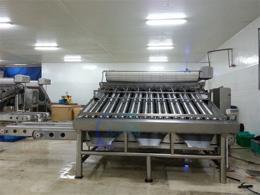 Shrimp grading machine, shrimp cleaning and sorting machine, shrimp screening machine after shelling