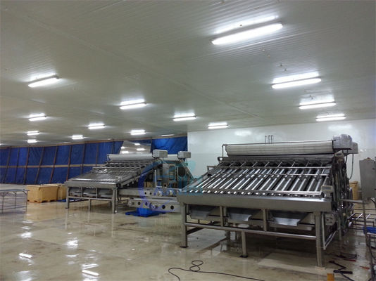 Shrimp grading machine, shrimp cleaning and sorting machine, shrimp screening machine after shelling