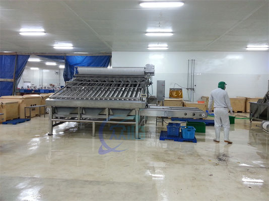 Shrimp grading machine, shrimp cleaning and sorting machine, shrimp screening machine after shelling