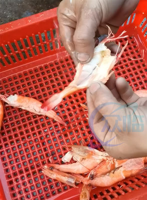 60-80pcs/Min Cooked Shrimp Sushi Cutting Machine Sushi Shrimp Belly Cutter