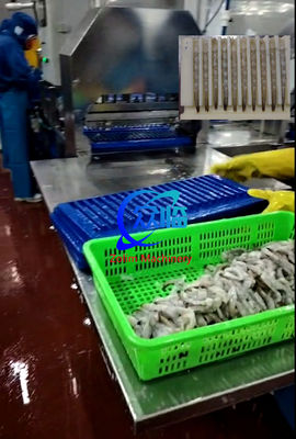 2.25KW Tempura Shrimp NOBASHI Stretching Machine, Shrimp Extending Machine