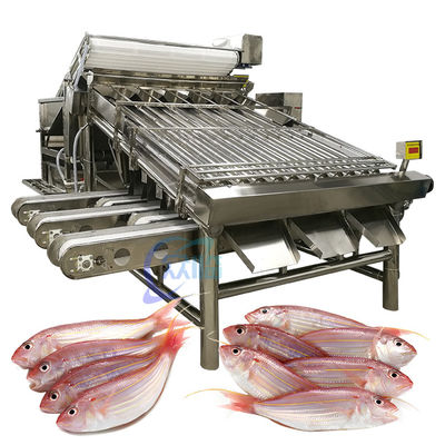 Goede prijs Industriële SUS304 vis sorteermachine, Multiscene zeevruchten sorteermachine online