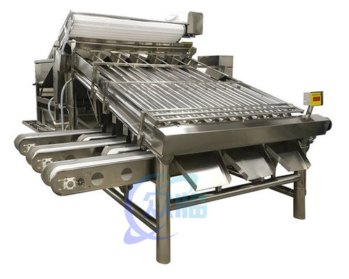Kleine, stabiele garnalenklasseermachine Multiscene voor het sorteren van vis