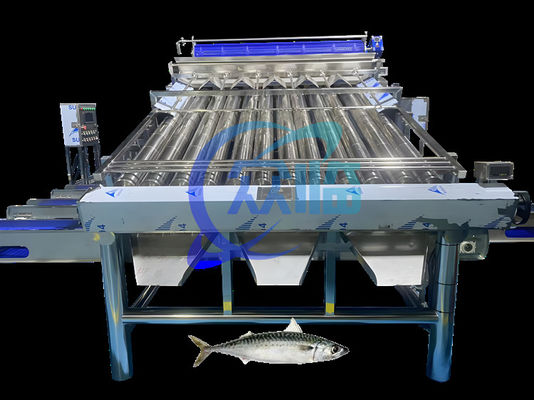 Goede prijs Grote sardine sorteermachine Sardine rangschikker 4,9 kW online