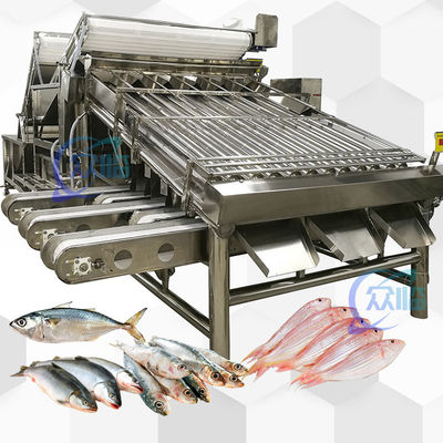 Goede prijs Grote productie Grote visgrader met 18 rollers Grote vis sorteermachine en vis maatmachine online
