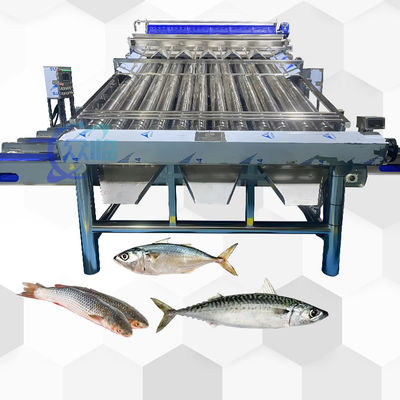 Goed effect visrolgrader voor pelagische visrol sorteermachine en vis maat
