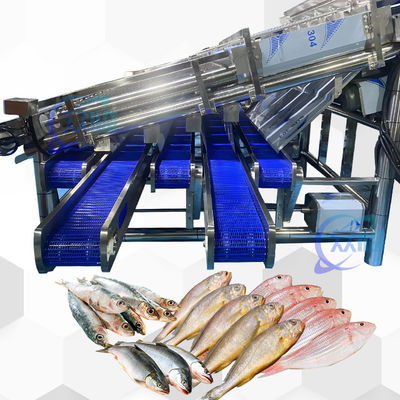 Goede prijs Hoge stabiliteit efficiënte pelagische vis sorteermachine pelagische vis maatmachine online
