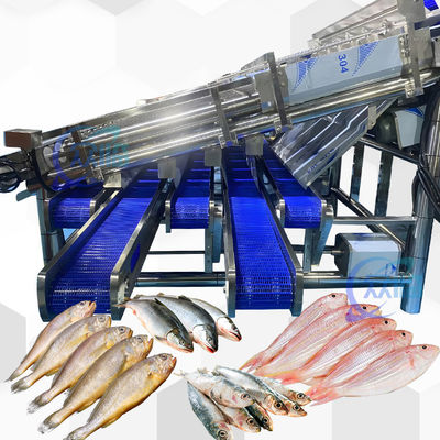 Goede prijs Grote Sardine Sizing Machine met 12 Roller Automatic Sardine Grading Line online