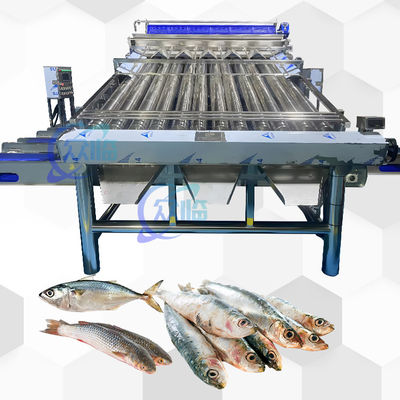 High Speed Live Fish Roller Grader met 12pcs Live Fish Roller Sorting Line