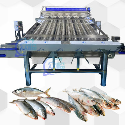Plastic Conveyor Saury sorteermachine Gele Croaker sorteermachine