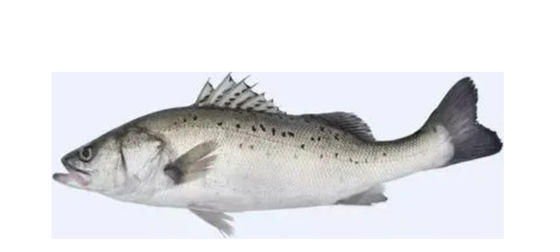 Vier soorten automatische mackerel sorteren lijn en rangschikken van kleine vissen apparatuur