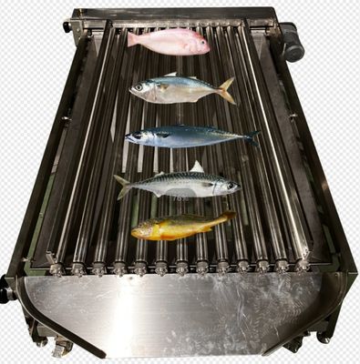 Automatische vissensorteermachine met een capaciteit van 5 tot 10 ton/uur
