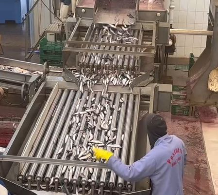 Goede prijs 4 Modellen Automatische viscategoriserende en sorteermachine voor kleine vissen met 5-10 ton/uur online