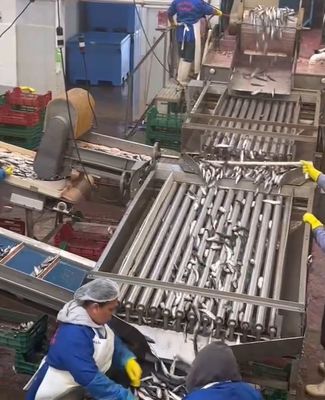 4 Stijlen Automatische vis classificatie machine en sorteren kleine vis lijn met 5-10T / h