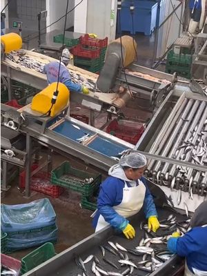 Vier stijlen automatische sardine sorteermachine en rangschikking kleine vis lijn