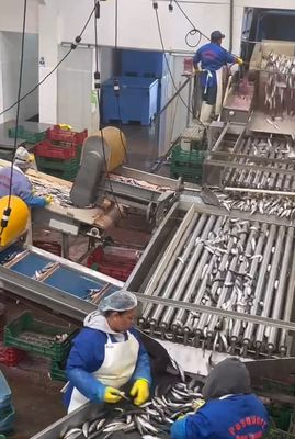 Automatische vismachine van hoge kwaliteit en kleine vis sorteerlijn met 5-10T / h