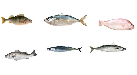 Vier stijlen Automatische vis maatlijn en mackerel rangschikking met hoge snelheid