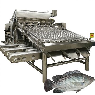Goede prijs Hoge Opbrengst Tilapia Grader 4.9kw Vis Roller Sorter Makreel Sorteermachine Makreel Roller Sizing Apparatuur voor Zeevruchten online