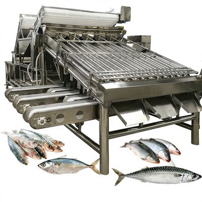 Goede prijs Automatische grote capaciteit sardine sorteren & classificeren machine met rollen vis sizing machine 4.9KW online
