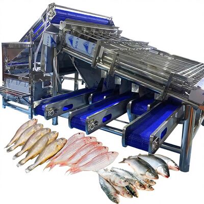 Goede prijs Efficiënte kleine gele croaker sorteermachine Kleine gele croaker rolgrader voor visplanten Visgrader Vissorteerder 4,9 kW online