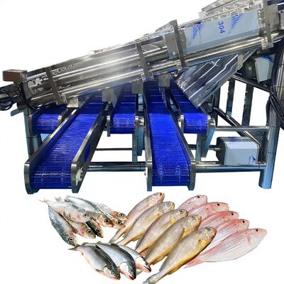 Goede prijs 12 Roller Automatic Fish Classifier voor 4-5 maten voor vis Plant Fish Roller Grader Automatic Fish Classify Machine Fish Sorter online