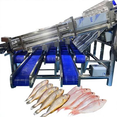 Goede prijs Grote Sardine Sizing Machine met 12 Roller Automatische Sardine Grading Line Fish Roller Sortering Machine Fish Sorter online