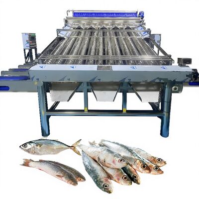 Goede prijs Plastic transportband Saury-sorteermachine Gele Croaker-sorteermachine Zolim vissorteermachine voor visfabriek Visgrader online