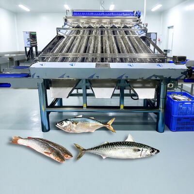 Goede prijs Roestvrij staal 304 Roller Fish Sorter Croaker Grader Zolim Sardine Sorting Machine Mackerel Grader Small Fish Sizing Machine online