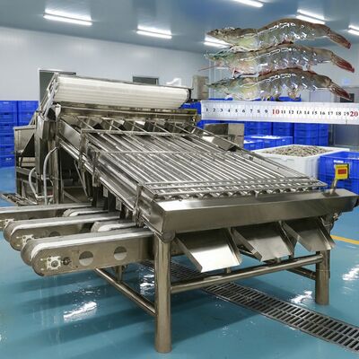 Goede prijs Anti-corrosie garnalen rangschikkingsmachine Zolim garnalen maatmachine garnalen sorteerapparatuur 4.9KW garnalen verwerkingsmachine online