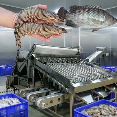 Goede prijs Duurzame garnalen sorteermachine 4.9KW vis sorteermachine voor zeevruchten planten Automatische garnaal Sizing Line Zolim Fish Grader online