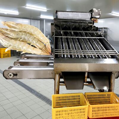 Goede prijs 4.9KW Roller Garnalen Sorter SUS304 Garnalen Sorteermachine Zolim Automatische Garnalen Grader Beste Garnalen Sizing Machine voor Zeevruchten online