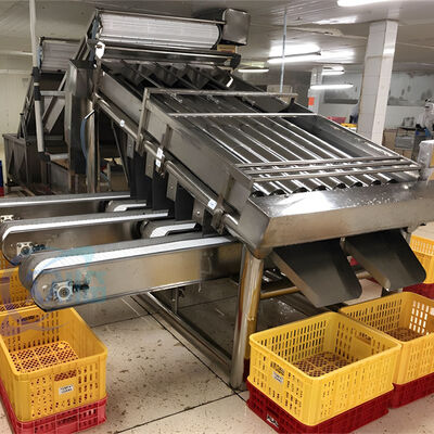 Goede prijs Machines voor het sorteren van vis en garnalen online