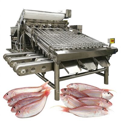 Goede prijs Efficiënte vis sorteermachine vis maatmachine en vis specificatie machine 1000kg-1200kg vis sorteerder voor vis verwerking online